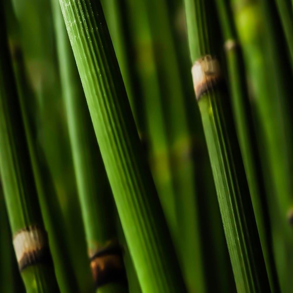 Glezna baltā rāmī - Bamboo Forest  Home Trends DECO