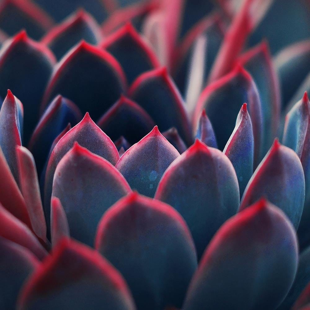 Glezna baltā rāmī - Beautiful Plant  Home Trends DECO