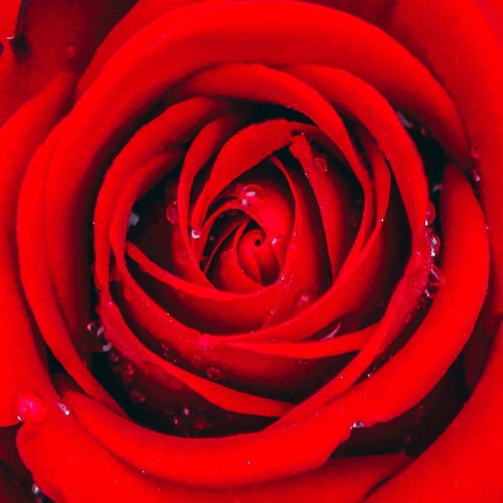Glezna baltā rāmī - Beautiful Red Rose 2  Home Trends DECO