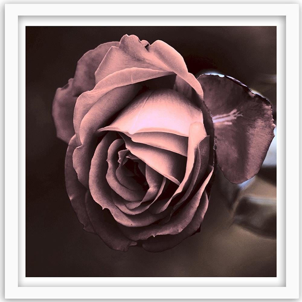 Glezna baltā rāmī - Beautiful Rose  Home Trends DECO
