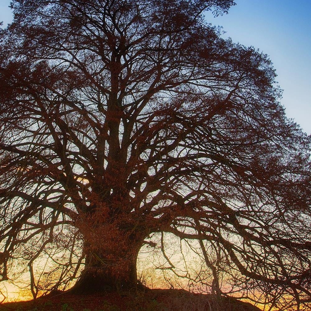 Glezna baltā rāmī - Big Tree At Dusk  Home Trends DECO