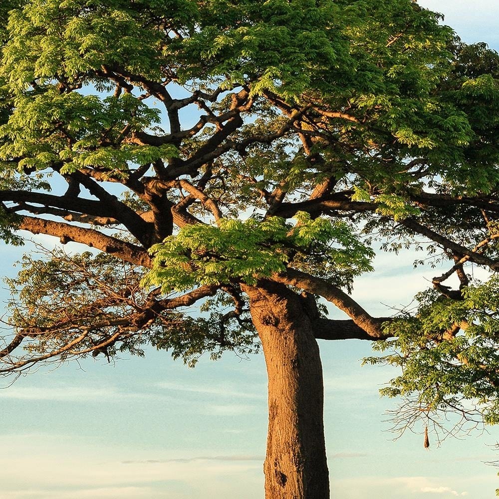 Glezna baltā rāmī - Big Trees  Home Trends DECO