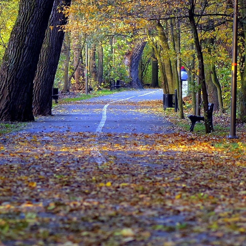 Glezna baltā rāmī - Bike Path In The Park  Home Trends DECO