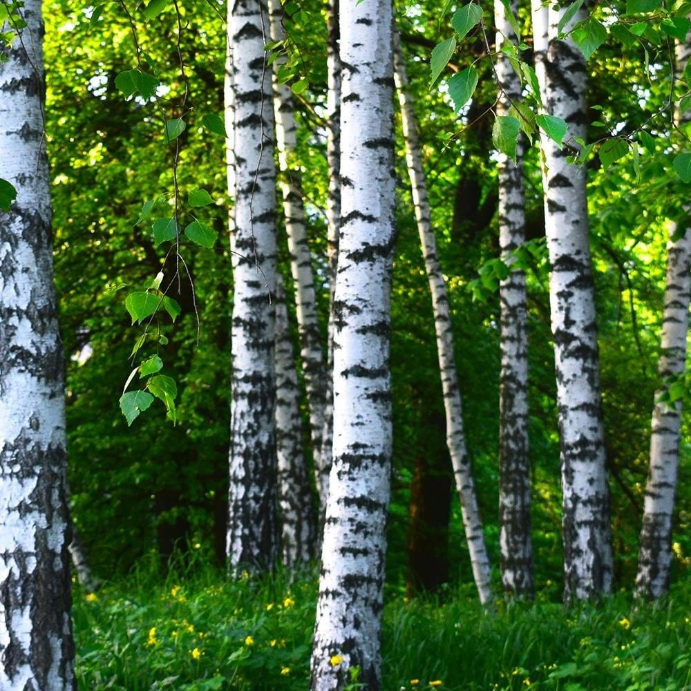 Glezna baltā rāmī - Birch Forest  Home Trends DECO