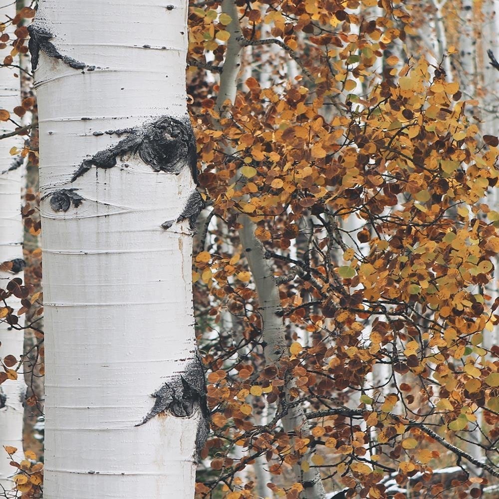 Glezna baltā rāmī - Birches  Home Trends DECO