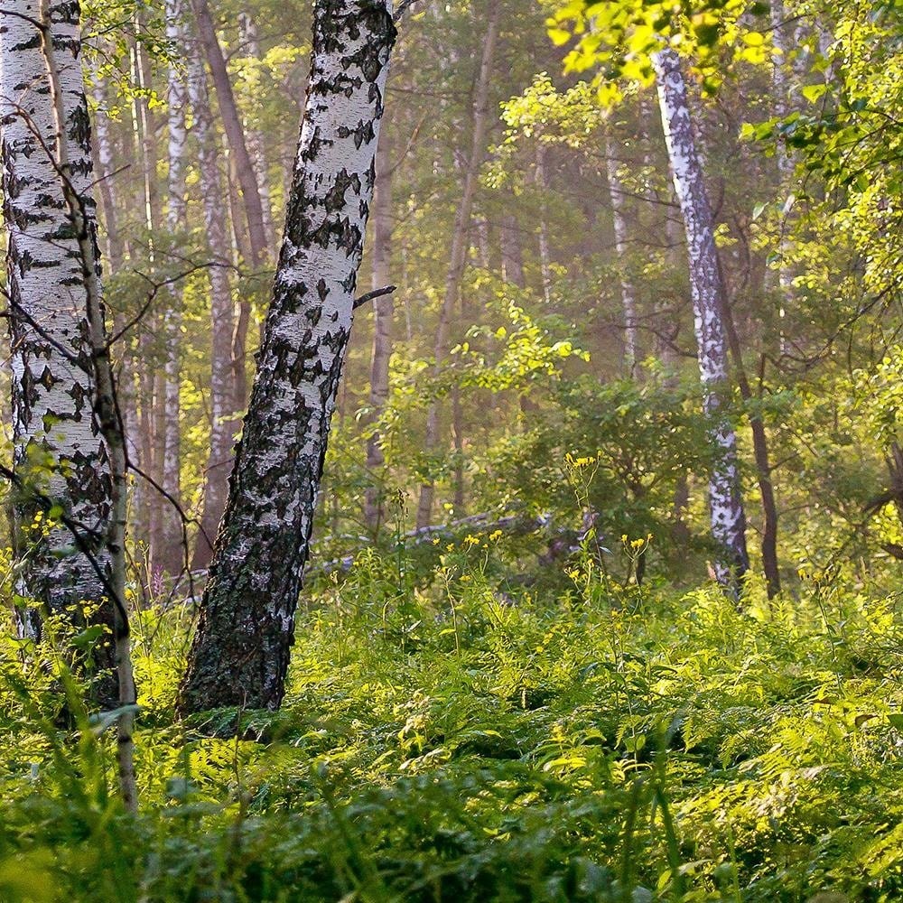 Glezna baltā rāmī - Birches In The Middle Of The Forest  Home Trends DECO