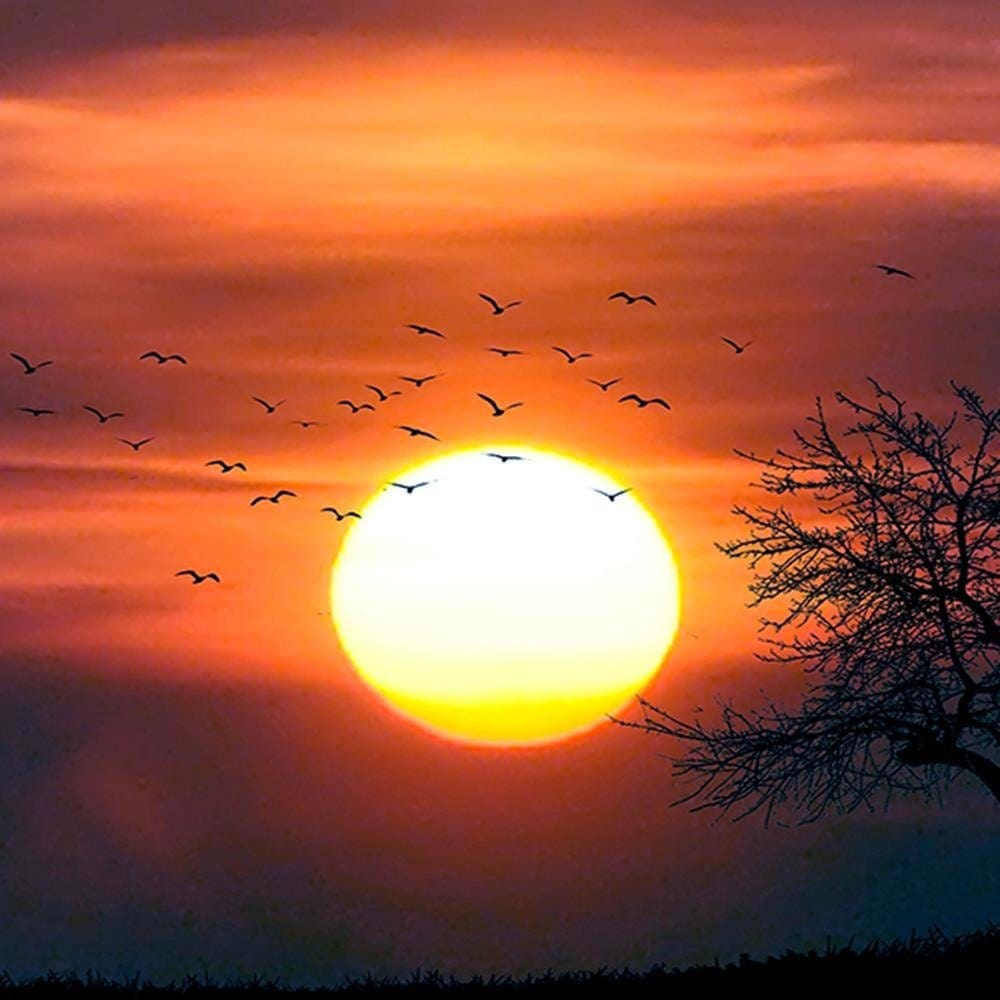 Glezna baltā rāmī - Birds At Sunset 3  Home Trends DECO