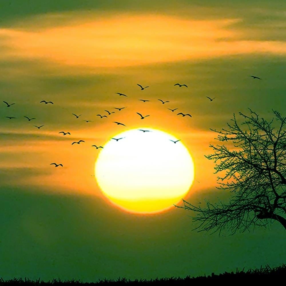 Glezna baltā rāmī - Birds At Sunset 4  Home Trends DECO
