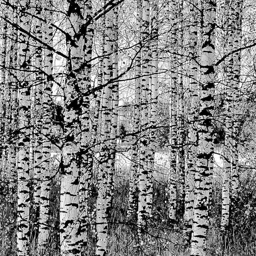 Glezna baltā rāmī - Black And White Birch  Home Trends DECO