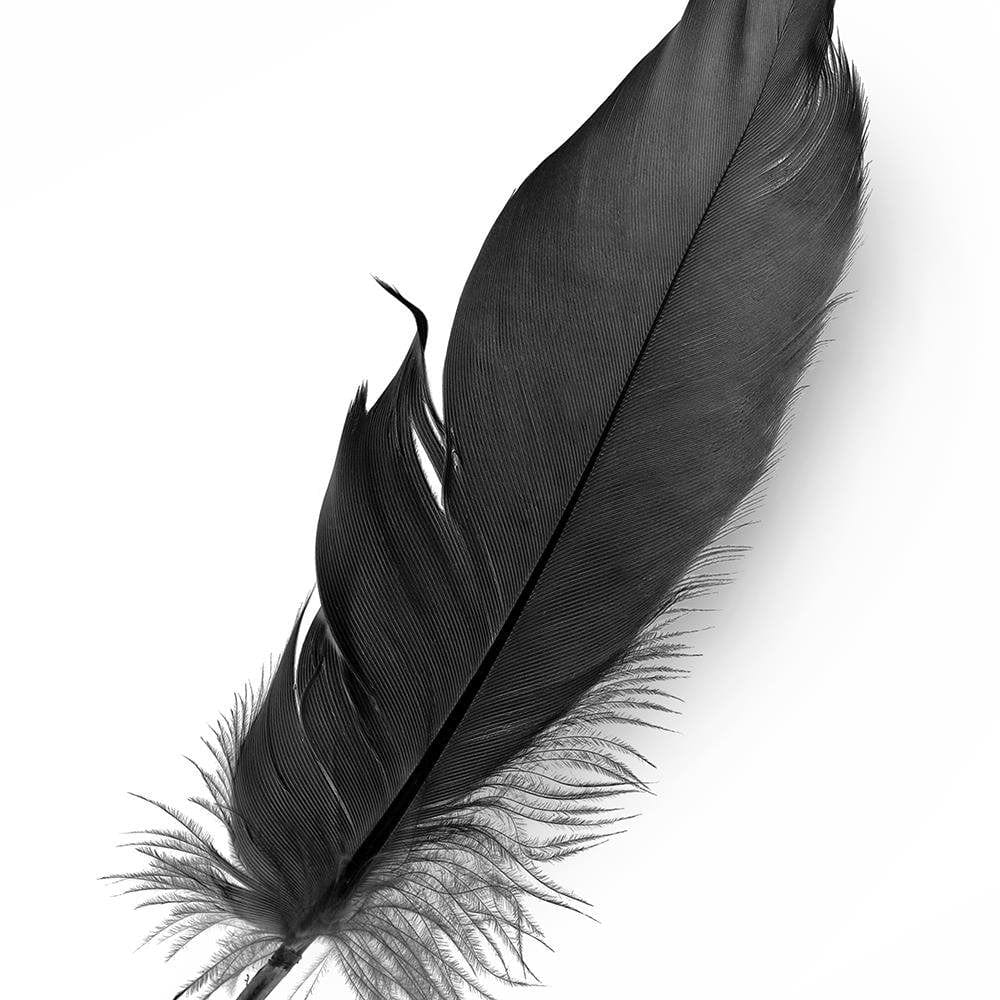 Glezna baltā rāmī - Black Feather  Home Trends DECO