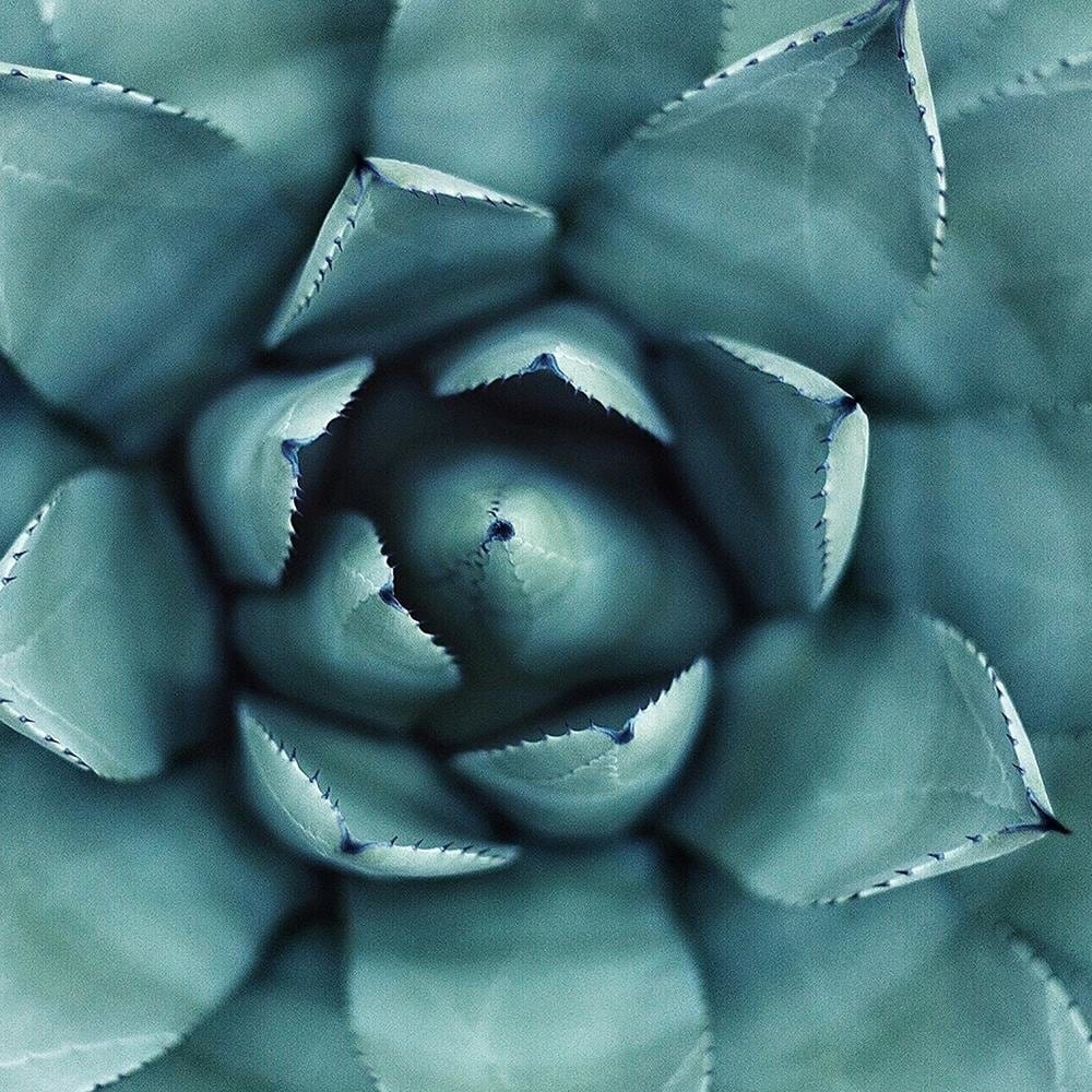 Glezna baltā rāmī - Blue Aloe  Home Trends DECO
