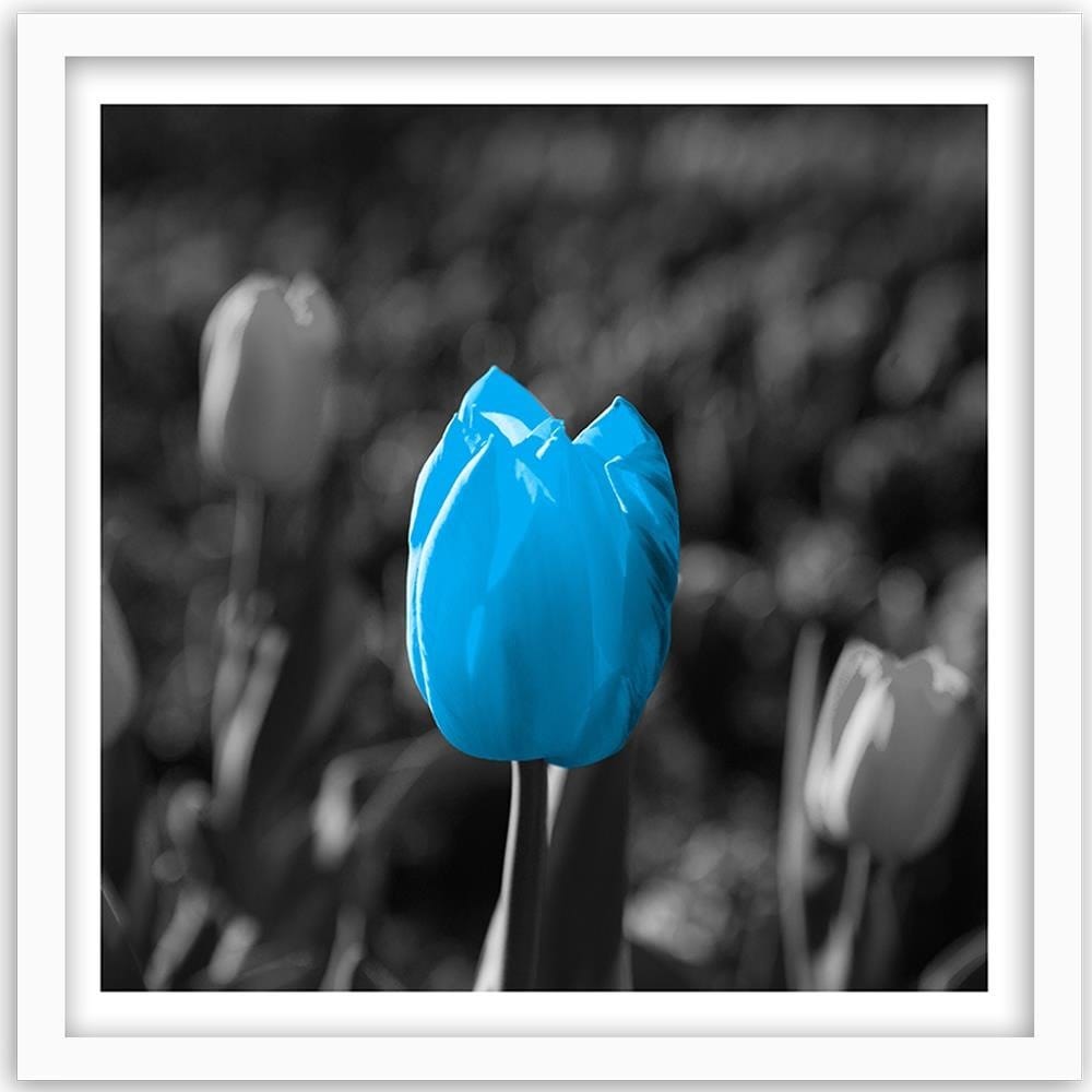 Glezna baltā rāmī - Blue Tulip In Gray  Home Trends DECO