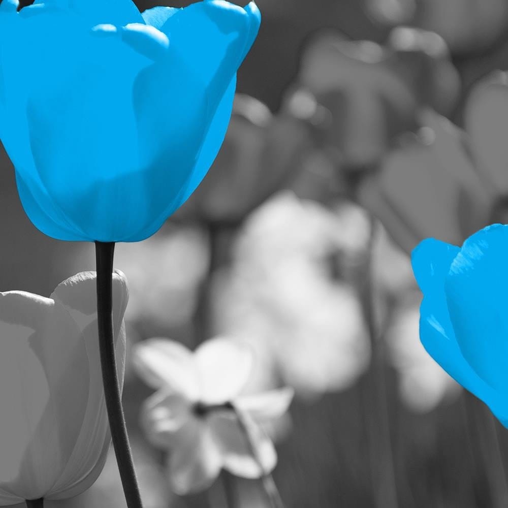 Glezna baltā rāmī - Blue Tulips On A Meadow  Home Trends DECO