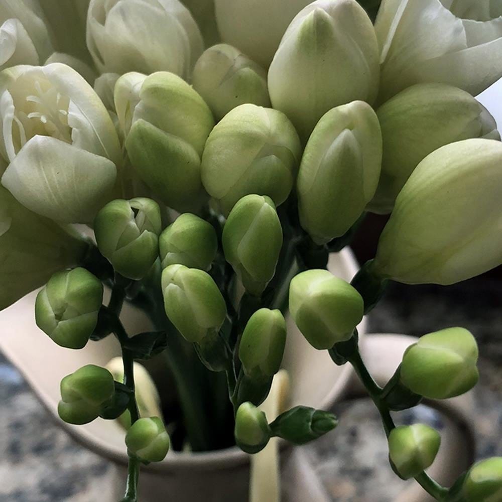 Glezna baltā rāmī - Bouquet Of Freesia  Home Trends DECO