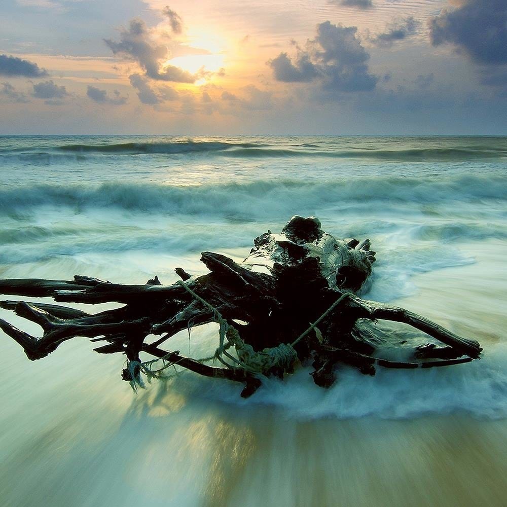 Glezna baltā rāmī - Branch On The Seashore 4  Home Trends DECO