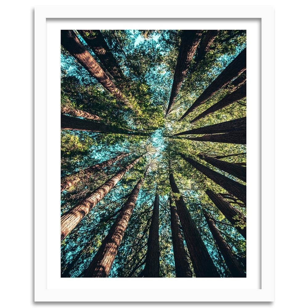 Glezna baltā rāmī - Branches Of Tall Trees  Home Trends DECO