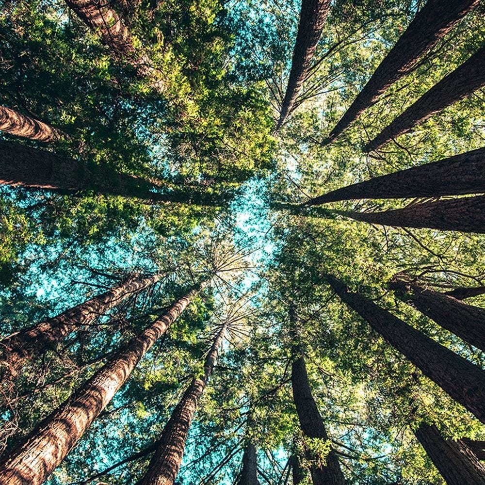 Glezna baltā rāmī - Branches Of Tall Trees  Home Trends DECO