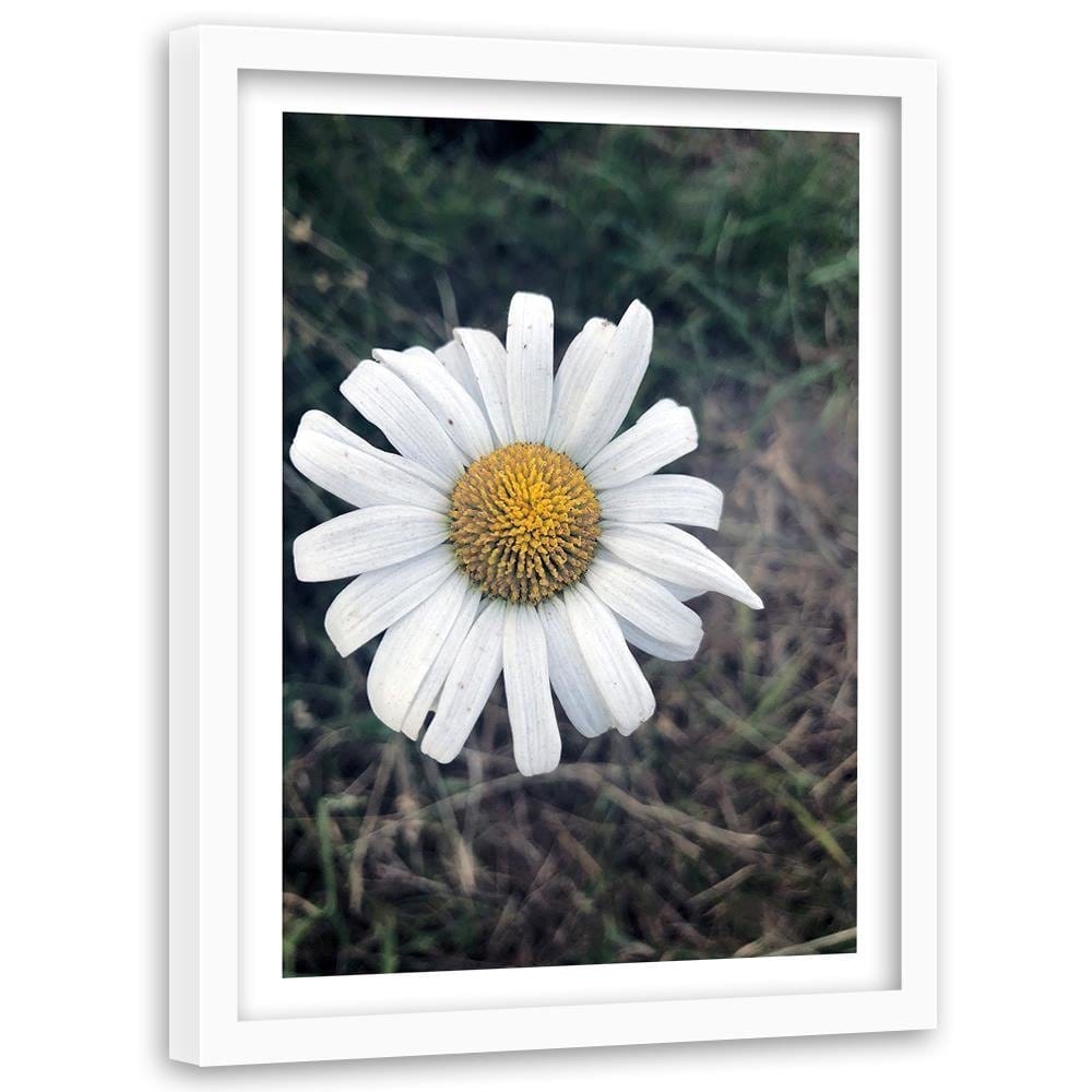 Glezna baltā rāmī - Chamomile  Home Trends DECO