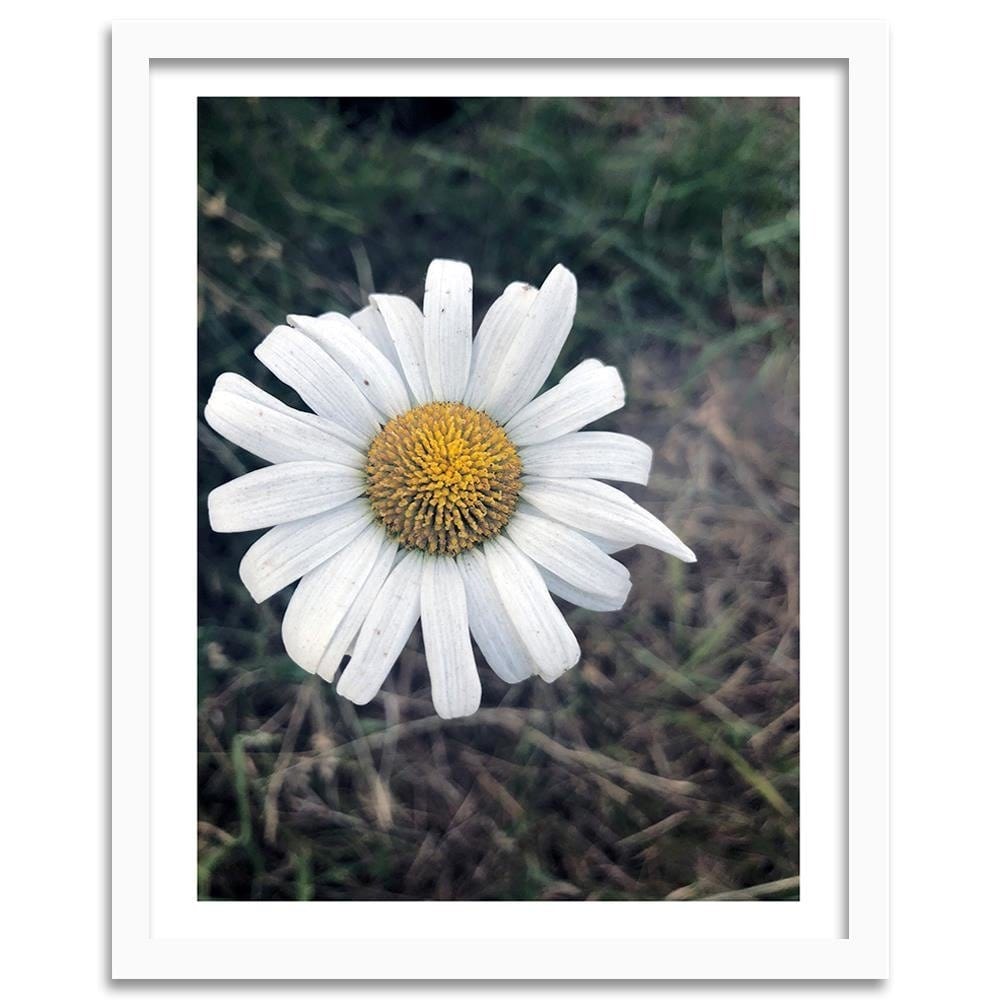 Glezna baltā rāmī - Chamomile  Home Trends DECO