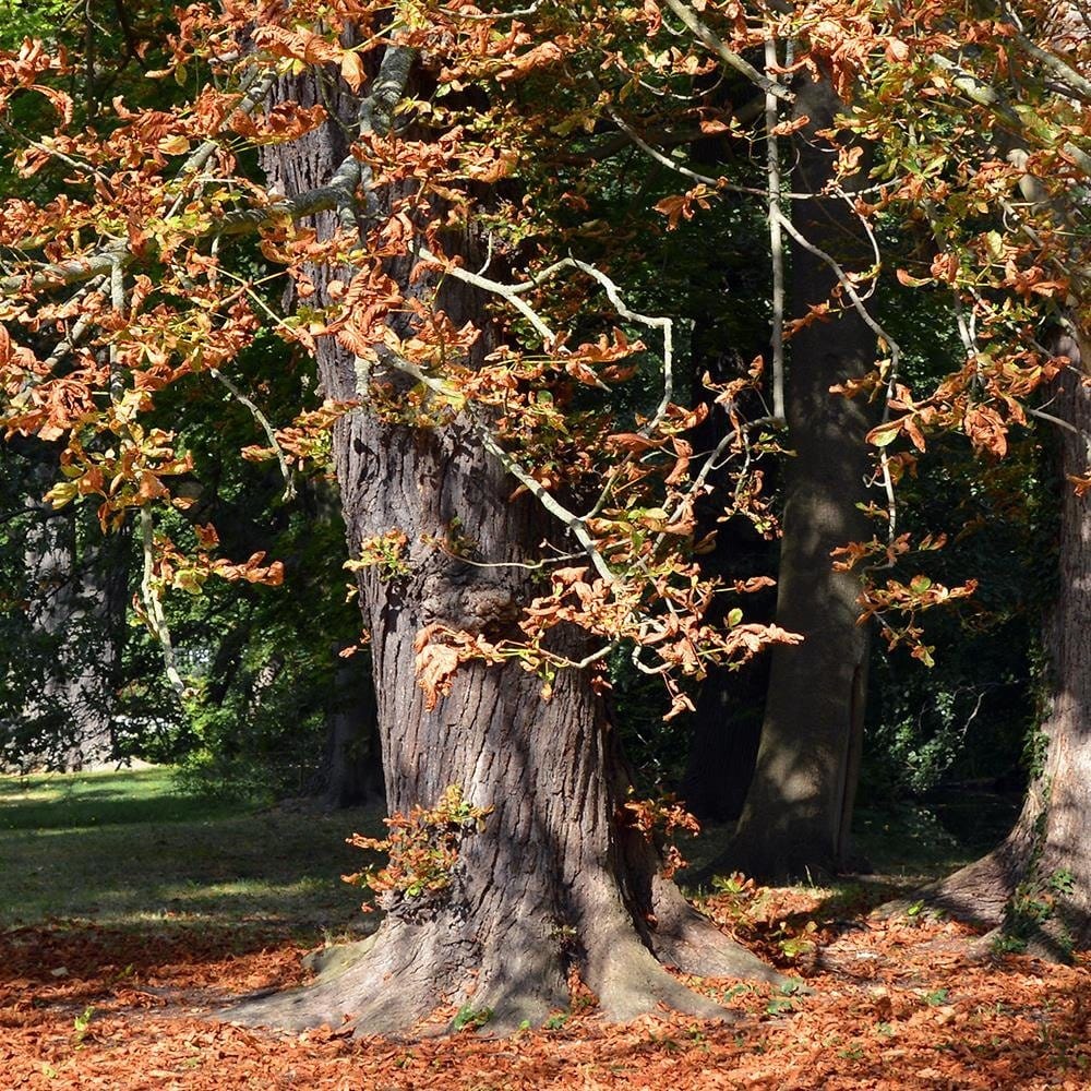 Glezna baltā rāmī - Chestnut Trees In Autumn  Home Trends DECO
