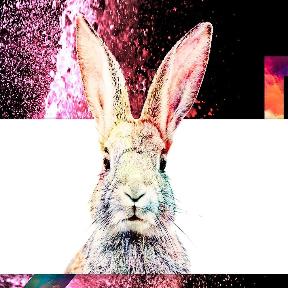 Glezna baltā rāmī - Colored Rabbit  Home Trends DECO