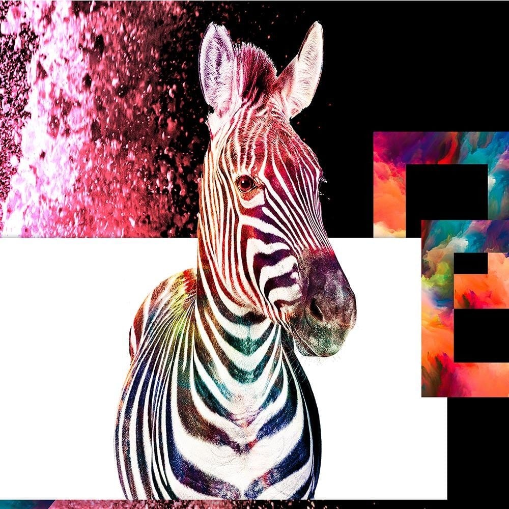 Glezna baltā rāmī - Colorful Zebra 2  Home Trends DECO