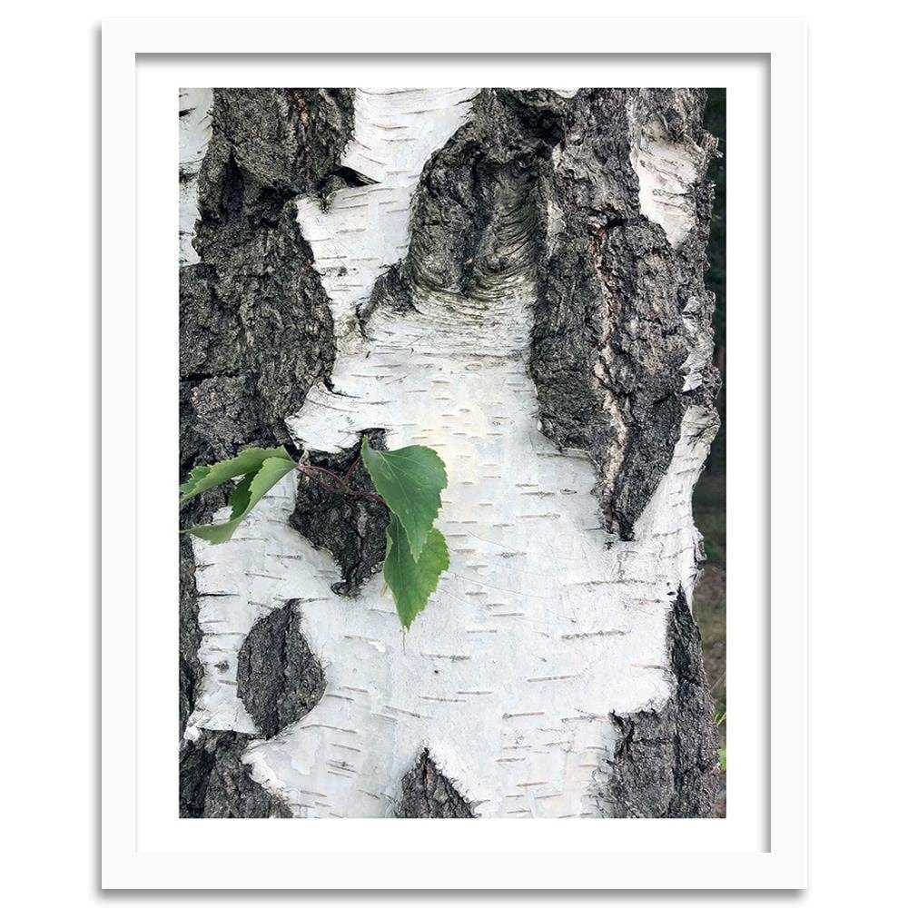 Glezna baltā rāmī - Colors Birch  Home Trends DECO