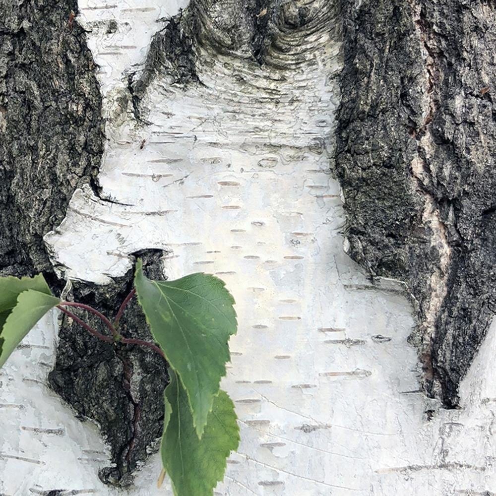 Glezna baltā rāmī - Colors Birch  Home Trends DECO