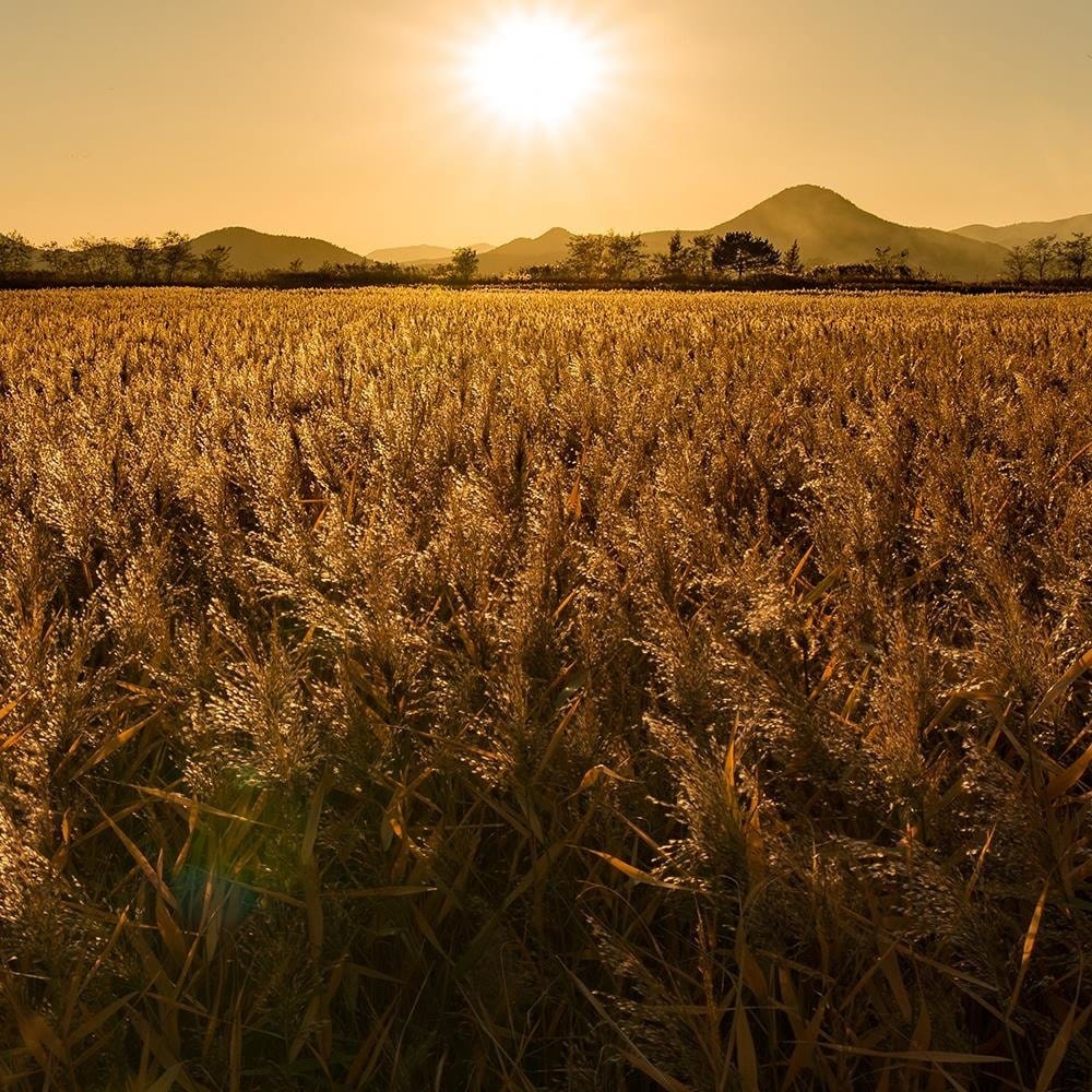 Glezna baltā rāmī - Corn Field  Home Trends DECO