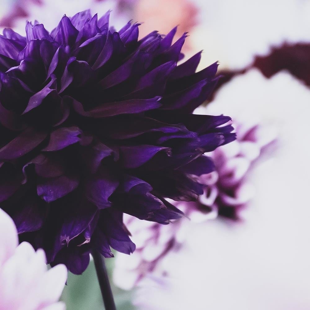 Glezna baltā rāmī - Dahlias  Home Trends DECO