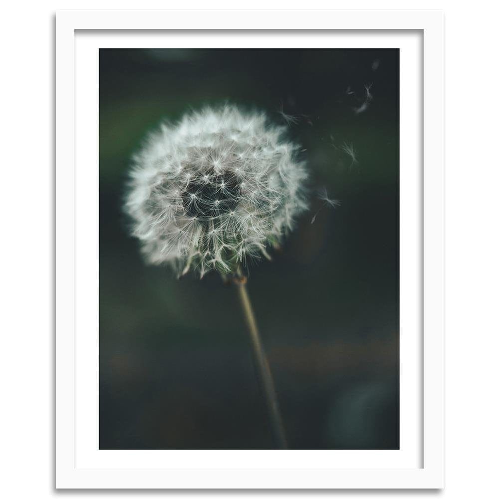 Glezna baltā rāmī - Dandelion  Home Trends DECO