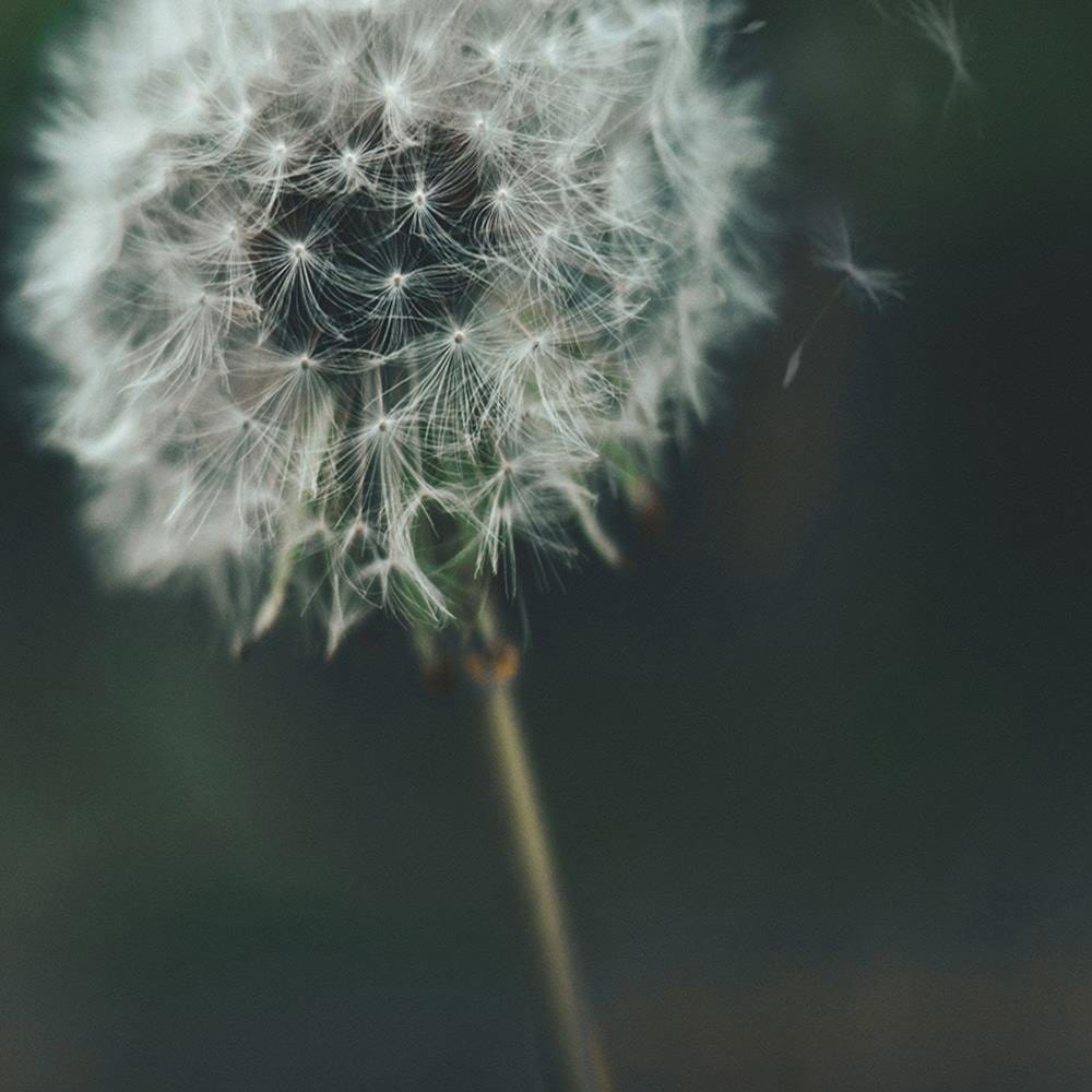 Glezna baltā rāmī - Dandelion  Home Trends DECO