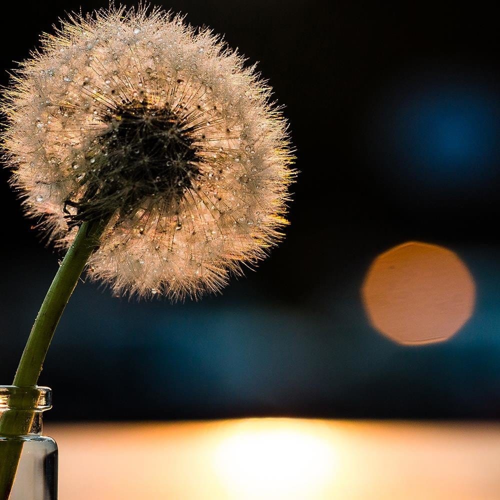 Glezna baltā rāmī - Dandelion In A Vase  Home Trends DECO