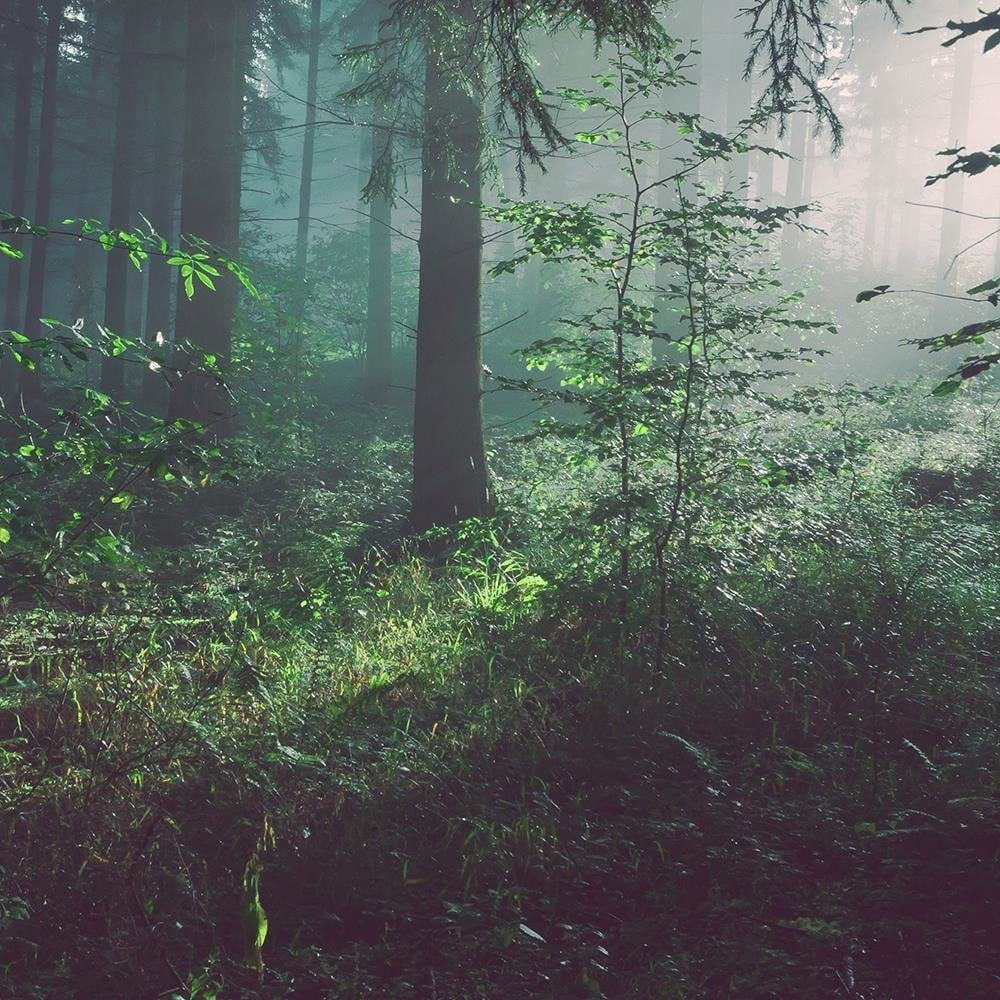Glezna baltā rāmī - Dark Forest  Home Trends DECO