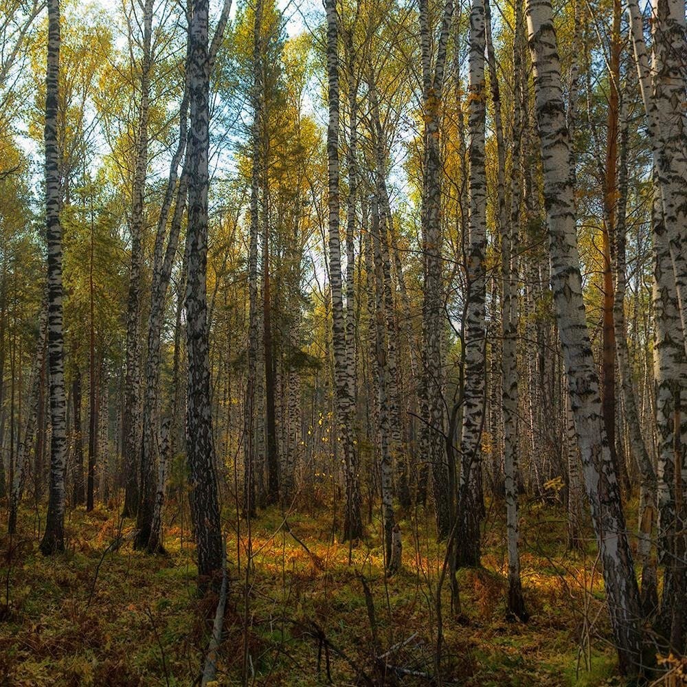 Glezna baltā rāmī - Dense Birch Forest  Home Trends DECO