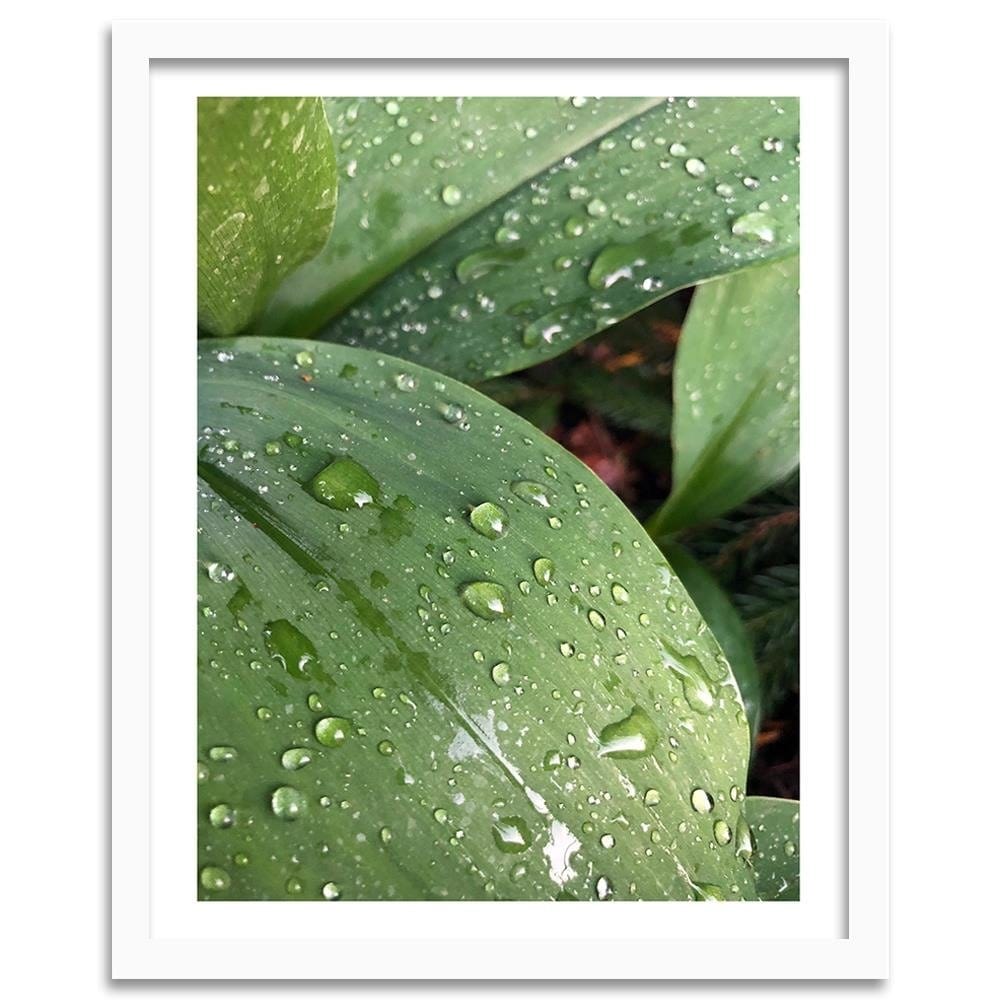 Glezna baltā rāmī - Dew On The Green Leaf  Home Trends DECO