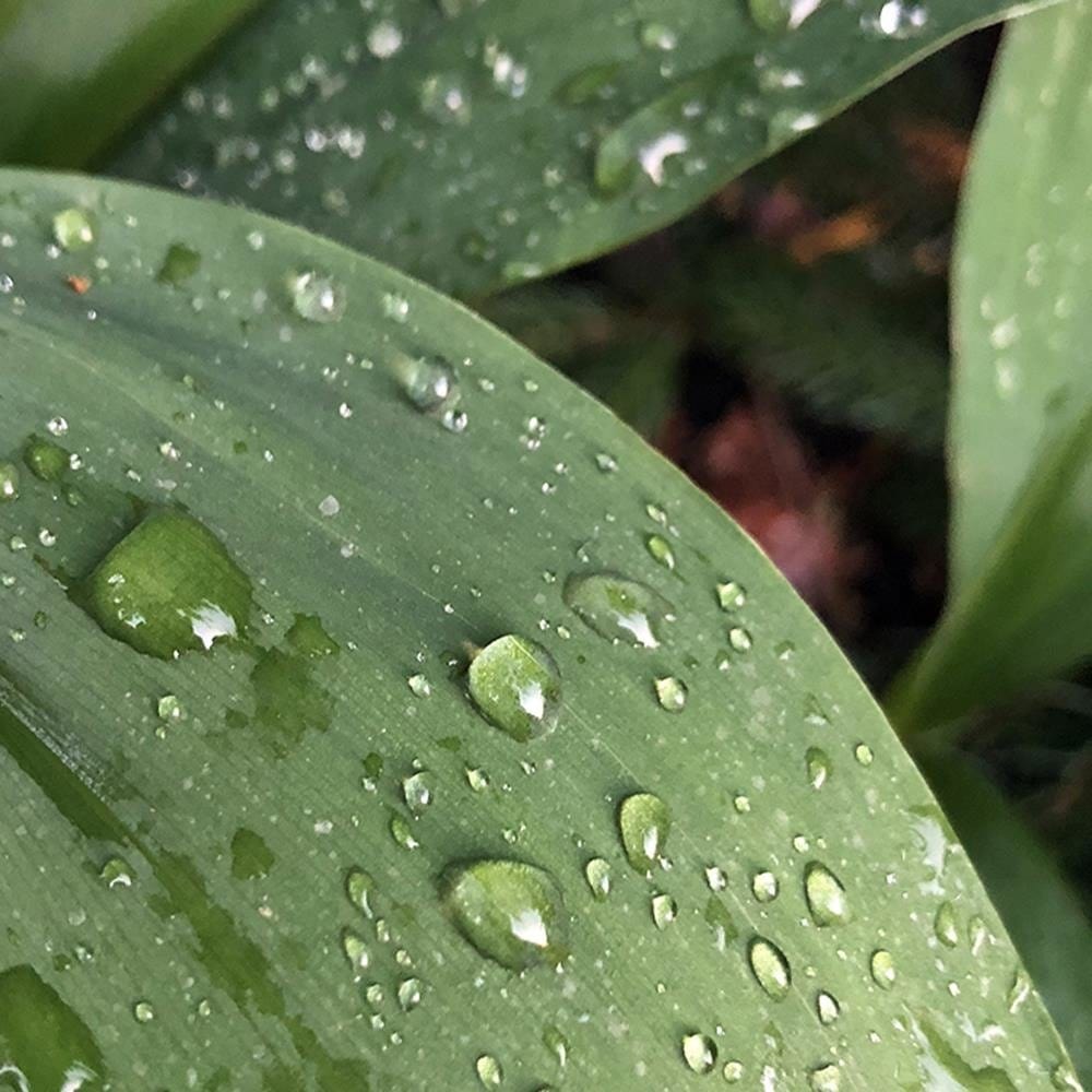 Glezna baltā rāmī - Dew On The Green Leaf  Home Trends DECO