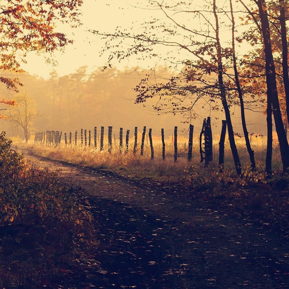 Glezna baltā rāmī - Dirt Road At The Forest  Home Trends DECO