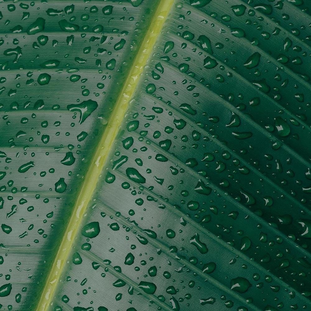 Glezna baltā rāmī - Drops On A Leaf Close-Up  Home Trends DECO