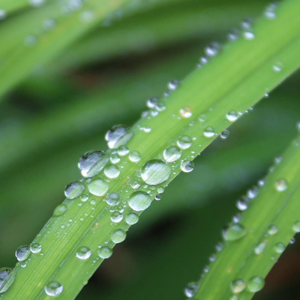 Glezna baltā rāmī - Drops On Leaves  Home Trends DECO
