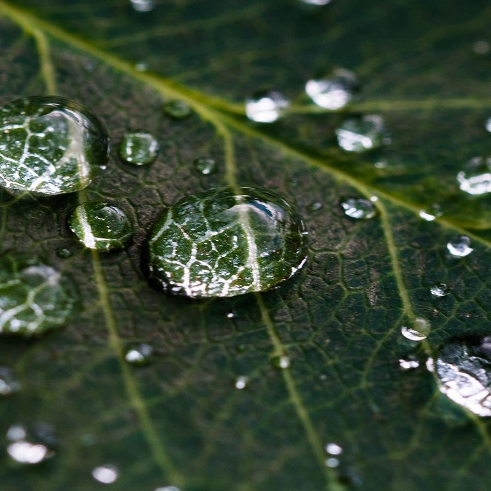 Glezna baltā rāmī - Drops On The Leaves  Home Trends DECO