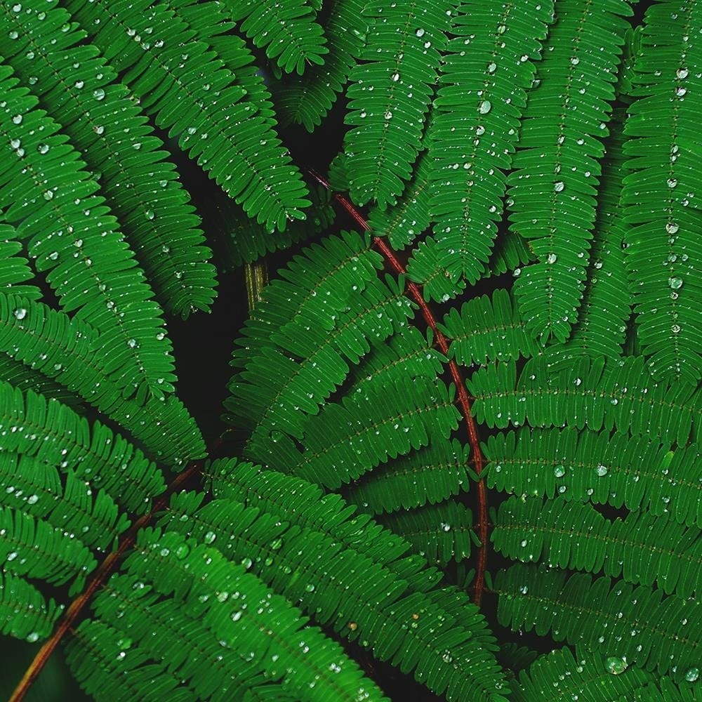 Glezna baltā rāmī - Drops On The Leaves Of A Fern  Home Trends DECO