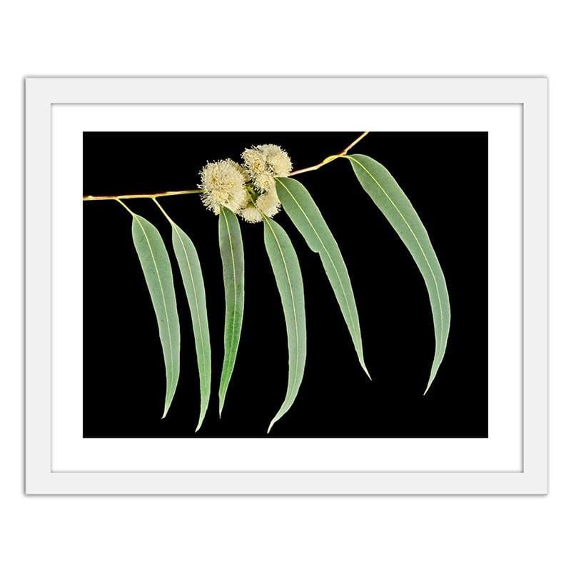 Glezna baltā rāmī - Eucalyptus leaves  Home Trends DECO