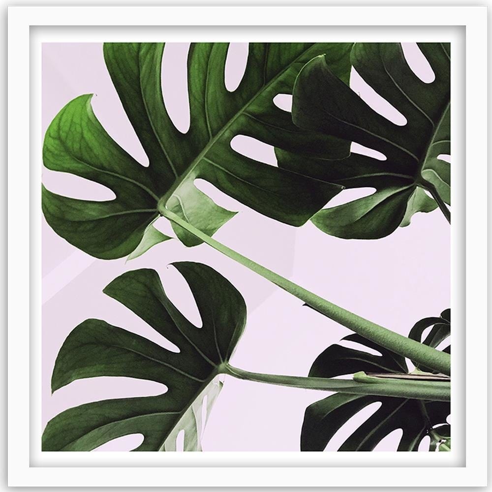 Glezna baltā rāmī - Exotic Leaves Monstera 1  Home Trends DECO