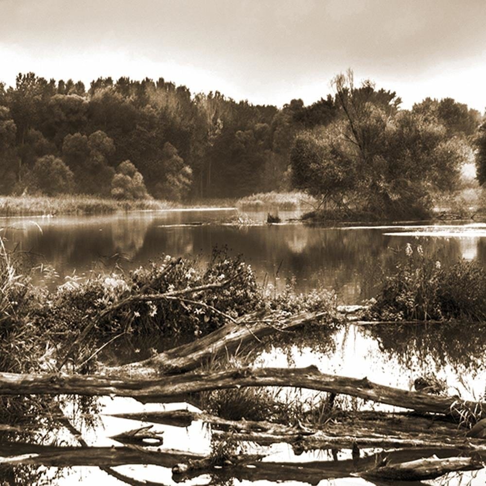 Glezna baltā rāmī - Fallen Tree In The Lake 1  Home Trends DECO