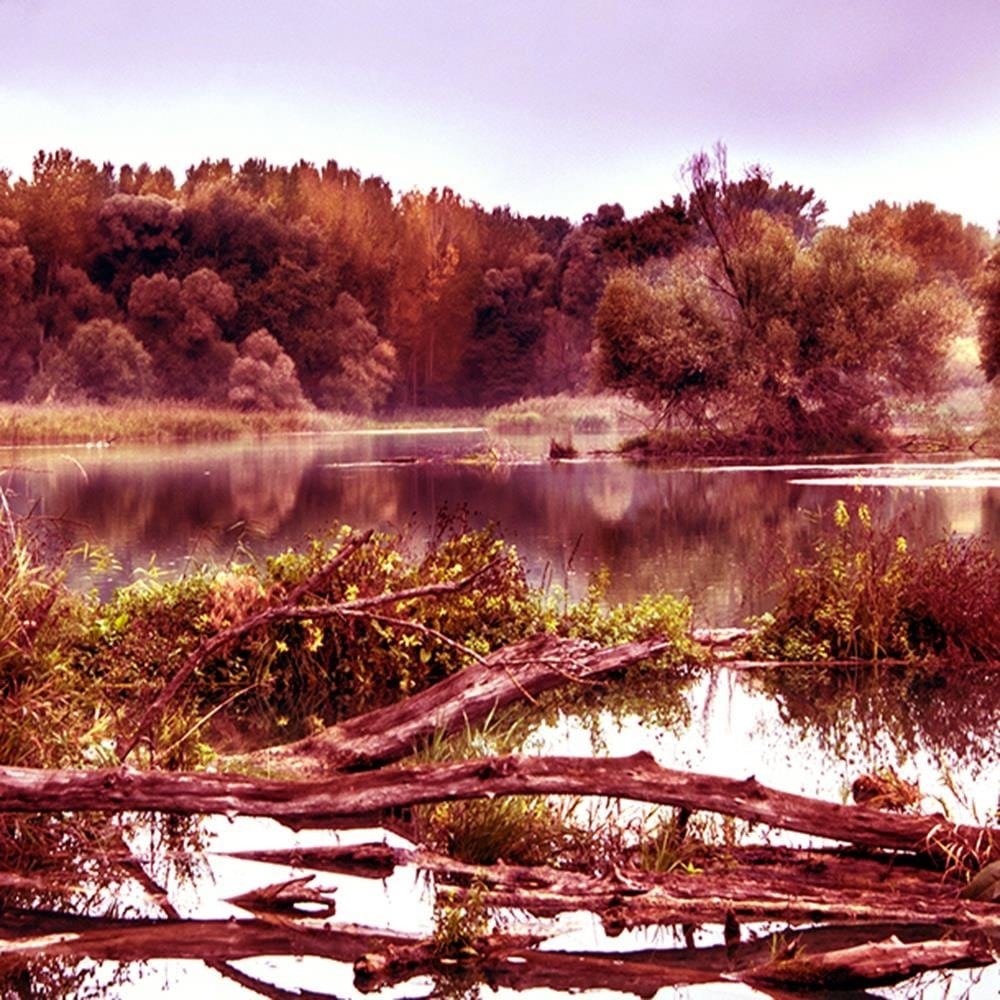 Glezna baltā rāmī - Fallen Tree In The Lake 3  Home Trends DECO