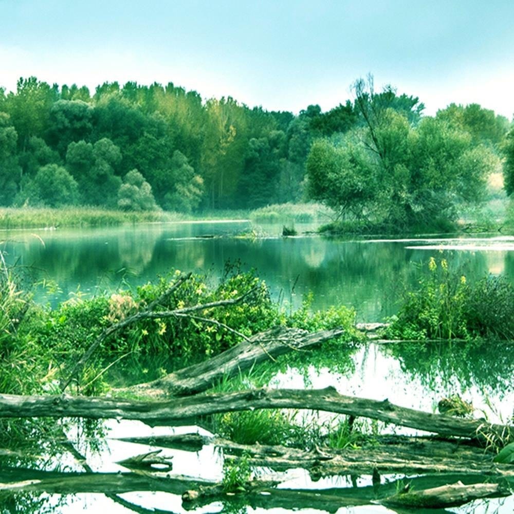 Glezna baltā rāmī - Fallen Tree In The Lake 4  Home Trends DECO