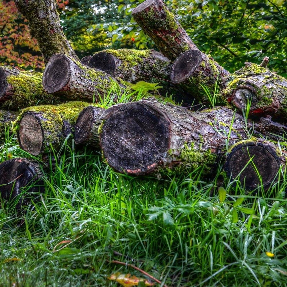Glezna baltā rāmī - Felled Tree Trunks  Home Trends DECO