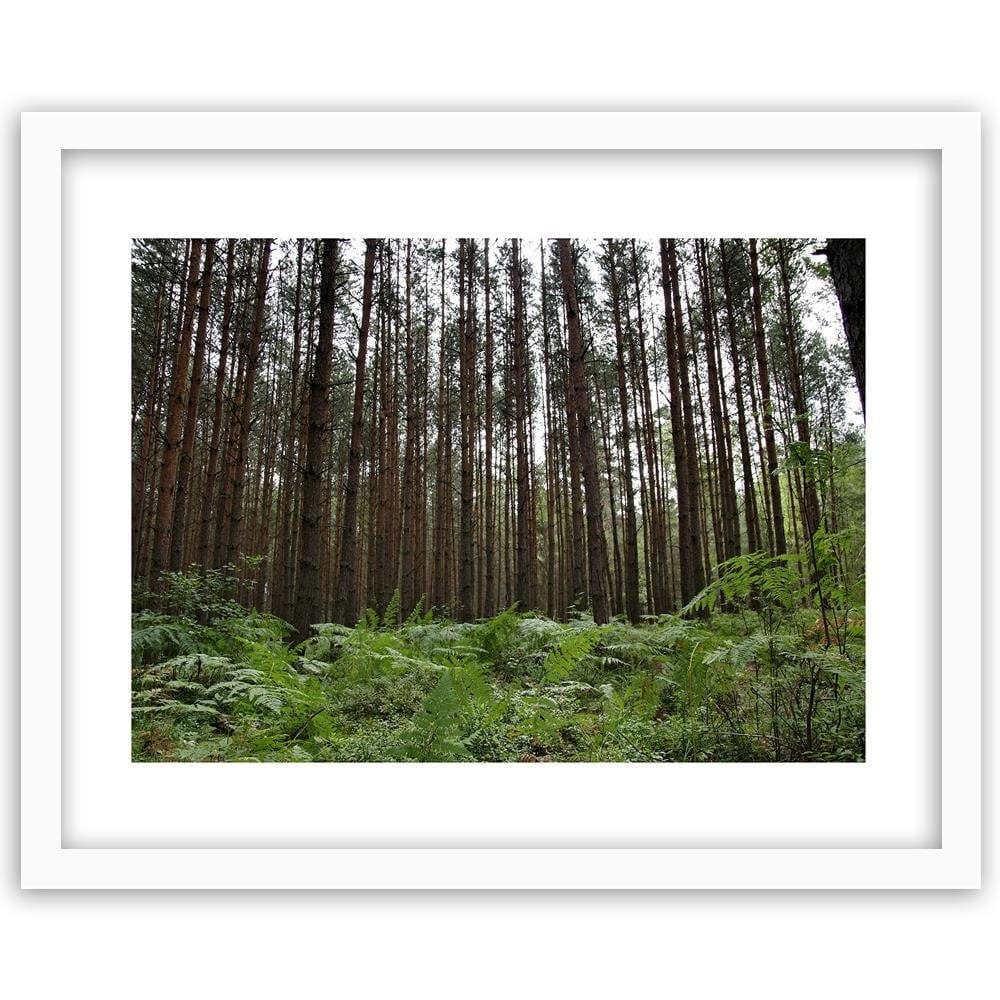 Glezna baltā rāmī - Ferns In The Forest  Home Trends DECO