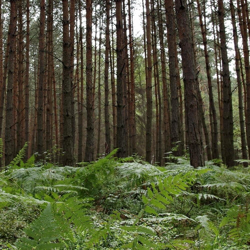 Glezna baltā rāmī - Ferns In The Forest  Home Trends DECO